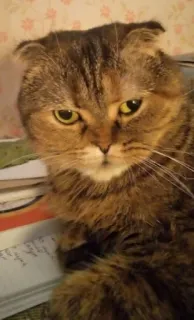 🤨 gato, animal, animal de estimação, gato doméstico, Scottish Fold telegram sticker