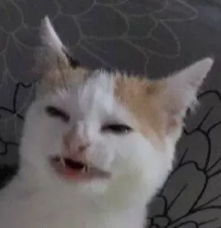✨ gato, meme, animal, engraçado, animal de estimação, gato branco, gato bravo telegram sticker