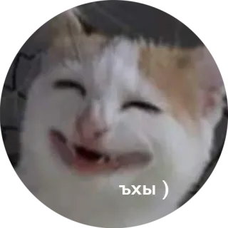 😁 Ъхы ) kat, glimlach, grappig, lachen, blij whatsapp sticker