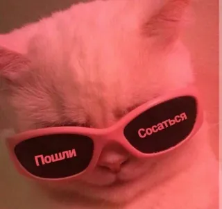 😎 Пошли сосаться Katze, Sonnenbrille, russisch, beleidigend, Tier telegram sticker