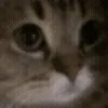 🐈‍⬛