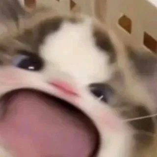 🥰 고양이, 밈, 동물, 웃긴, 소리 지르는, 새끼 고양이 telegram sticker