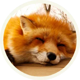 ☺️ vos, dier, zoogdier, wildlife, natuur telegram sticker