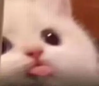 😝 cat, tongue, cute, animal, pet, white cat telegram sticker
