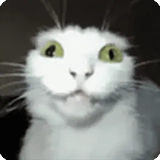 🤪