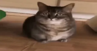 🌟 gato, animal, animal de estimação, animal doméstico, mamífero telegram sticker