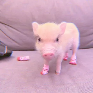 🐽 pig, animal, cute, pink, baby pig, pet telegram sticker