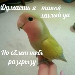 😊 Думаешь я такой милый да
Но еблет тебе разгрызу vogel, papegaai, aanstootgevend, dier telegram sticker