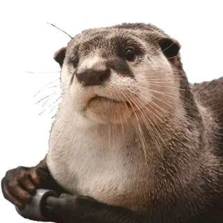 🙁 выдра, животное, милый, млекопитающее, дикая природа, природа telegram sticker