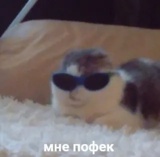 😎 мне пофек Katze, Sonnenbrille, cool, Tier telegram sticker