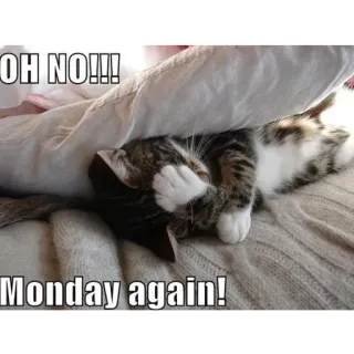 🤦 OH NO!!! Monday again! gato, lunes, triste, meme, gracioso telegram sticker
