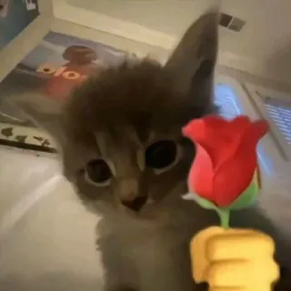 ❤ kitten whatsapp sticker