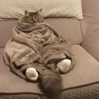 😟 Katze, Decke, lustig, Tier, süß, Haustier, eingewickelt telegram sticker