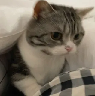 🥺 chat, animal de compagnie, animal, mignon, domestique telegram sticker