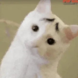 🐈 고양이, 동물, 귀여운, 흰 고양이, 밈, 웃긴 whatsapp sticker