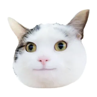 🙂 chat, animal, animal de compagnie, mammifère, animal domestique, chat blanc telegram sticker