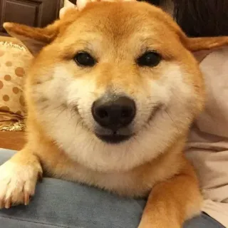 🙂 dog, shiba inu, cute, pet, animal, smiling telegram sticker
