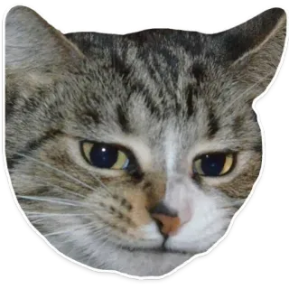 😒 gato, animal, atigrado, mascota, felino, meme telegram sticker
