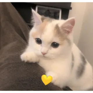 💛 gato, gatinho, coração, fofo, animal de estimação, animal, doméstico telegram sticker