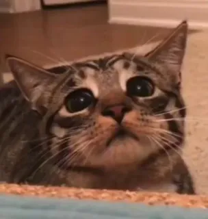 🌟 gatto, animale, carino, animale domestico, felino, gatto domestico, mammifero telegram sticker