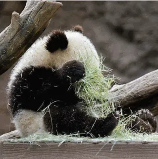 🤨 Panda, Animal, Natureza, Vida selvagem, Mamífero, fofo, Grama, Zoológico telegram sticker