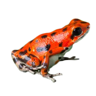 🐸 カエル, 赤, 動物, 野生動物, 自然, 両生類, ヤドクガエル, 熱帯 telegram sticker