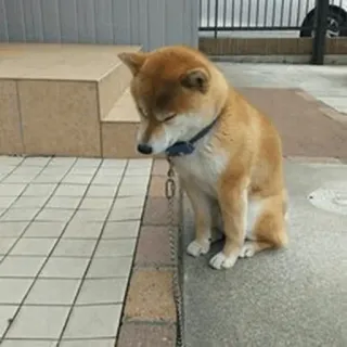 😔 chien, shiba inu, triste, animal de compagnie, animal, mignon, doge telegram sticker