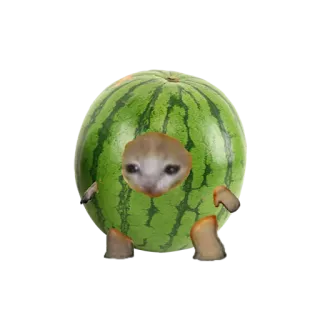 🍈 แมว, แตงโม, ตลก, มีม, สัตว์, ผลไม้ whatsapp sticker