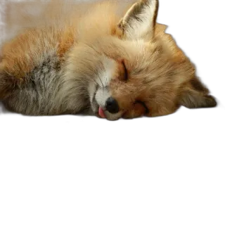😴 fox, sleeping, animal, cute, wildlife, red fox telegram sticker