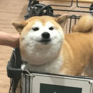 🐕 perro, akita inu, carrito de compras, mascota, animal, lindo, mamífero whatsapp sticker