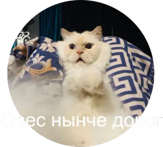 😐 овес нынче дорог кот, животное, смешной, русский, текст, питомец, милый whatsapp sticker