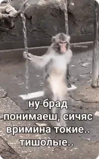 😔 ну брад понимаеш, сичяс вримина токие.. тишолые.. singe, balançoire, animal, drôle whatsapp sticker