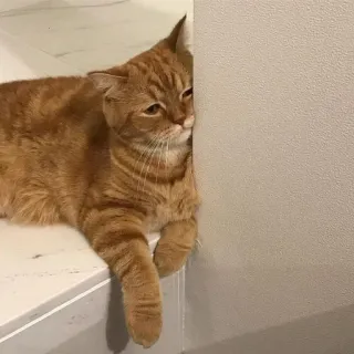 😢 猫, 茶トラ, ペット, 動物, ネコ, かわいい telegram sticker