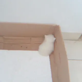 🐈 Hamster, Animal de estimação, Animal, Branco, Pequeno, Roedor telegram sticker