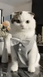 🙂 cat, tuxedo, bowtie, cute, animal, pet, domestic animal, elegant telegram sticker