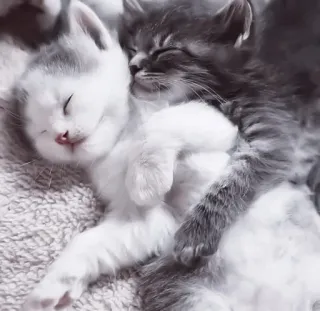 🤍 小猫, 猫, 动物, 宠物, 睡觉, 可爱, 迷人 telegram sticker