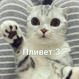 ✋ Пливет:3 кот, милый, животное, приветствие, машущий telegram sticker