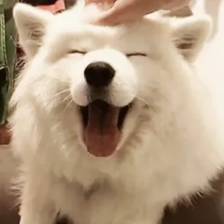 ❤️ Hund, Haustier, süß, Tier, Haustier, Samojede telegram sticker