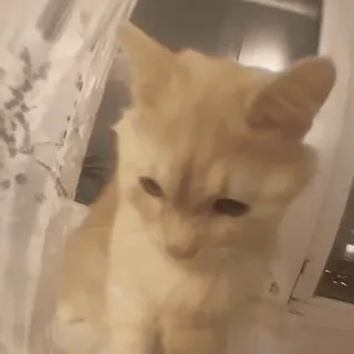 🐾 猫, 小猫, 宠物, 动物, 可爱 whatsapp sticker