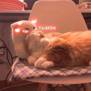 🩰 тьмок Katzen, Liebe, Herzen, Kuss whatsapp sticker