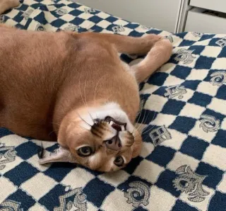 😍 cat, floppa, big floppa, caracal, animal, funny, meme telegram sticker