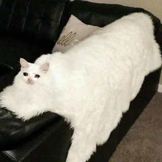 😭 kucing, kucing sedih, meme, kucing putih, sofa telegram sticker