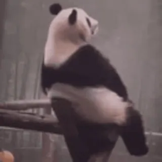 🐼 Panda, Binatang, Beruang, Satwa liar, Alam, Kebun binatang whatsapp sticker