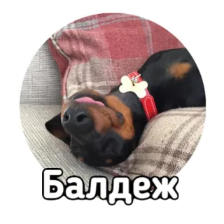 🤤 Балдеж dog, relaxed, sleeping, pillow, russian, animal whatsapp sticker