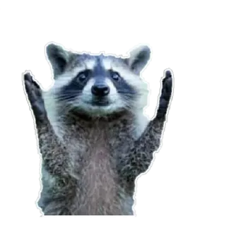 🙌 Waschbär, Tier, niedlich, Wildtier, Säugetier telegram sticker