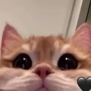 💓 gatto, animale, animale domestico, gattino, carino, cuore telegram sticker