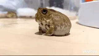 😒 frog, animal, amphibian, cute, toad telegram sticker