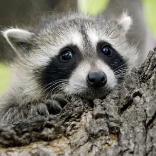 😳 procione, animale, carino, mammifero, fauna selvatica, natura telegram sticker