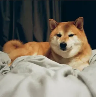 ❤️ dog, Shiba Inu, pet, animal, cute, domestic animal telegram sticker
