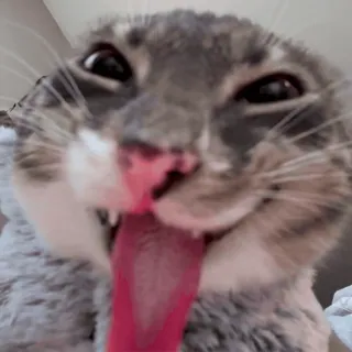 Cats 👉 @fixfox whatsapp stickers